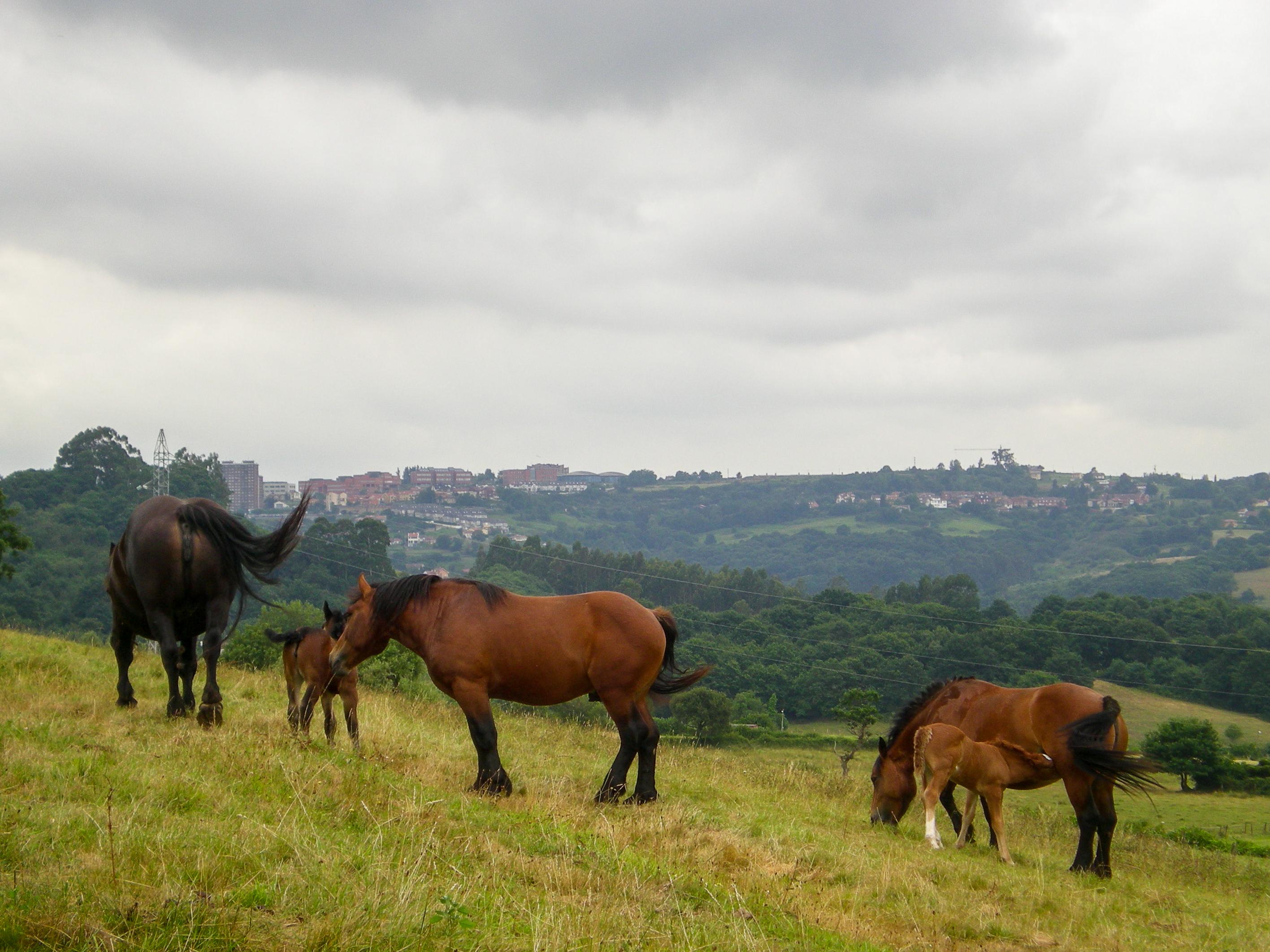 Scenic view of San Lázaro de Paniceres on the Camino Primitivo