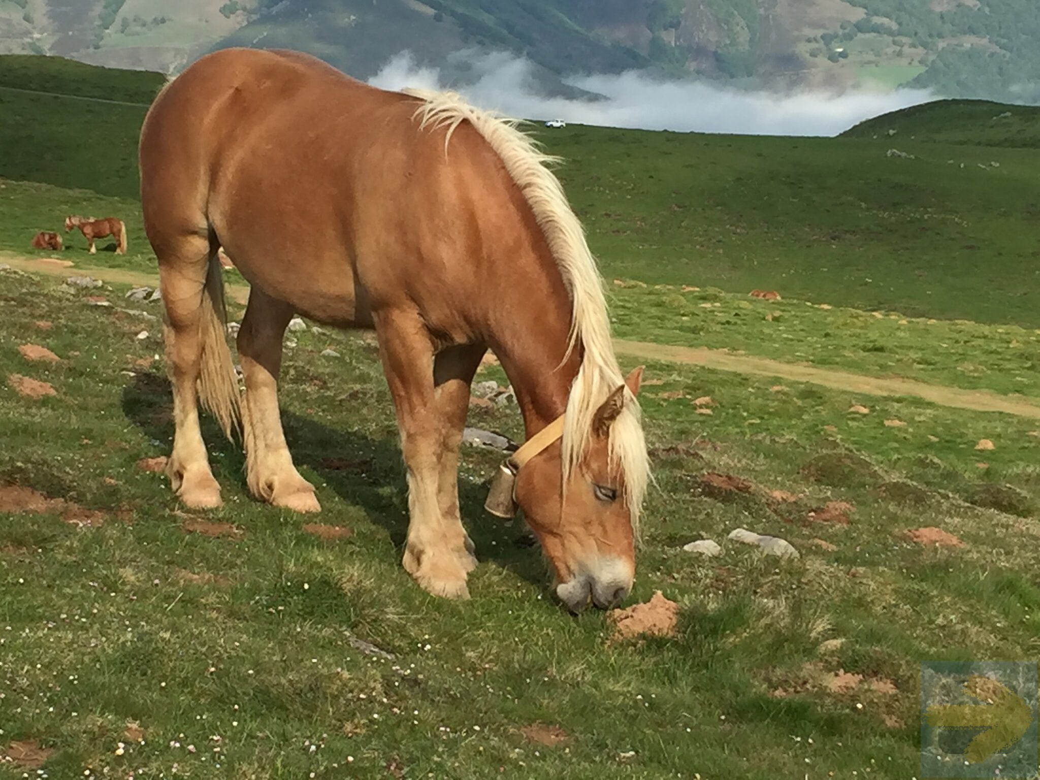 Beautiful horse - Pyrenees - May 2016