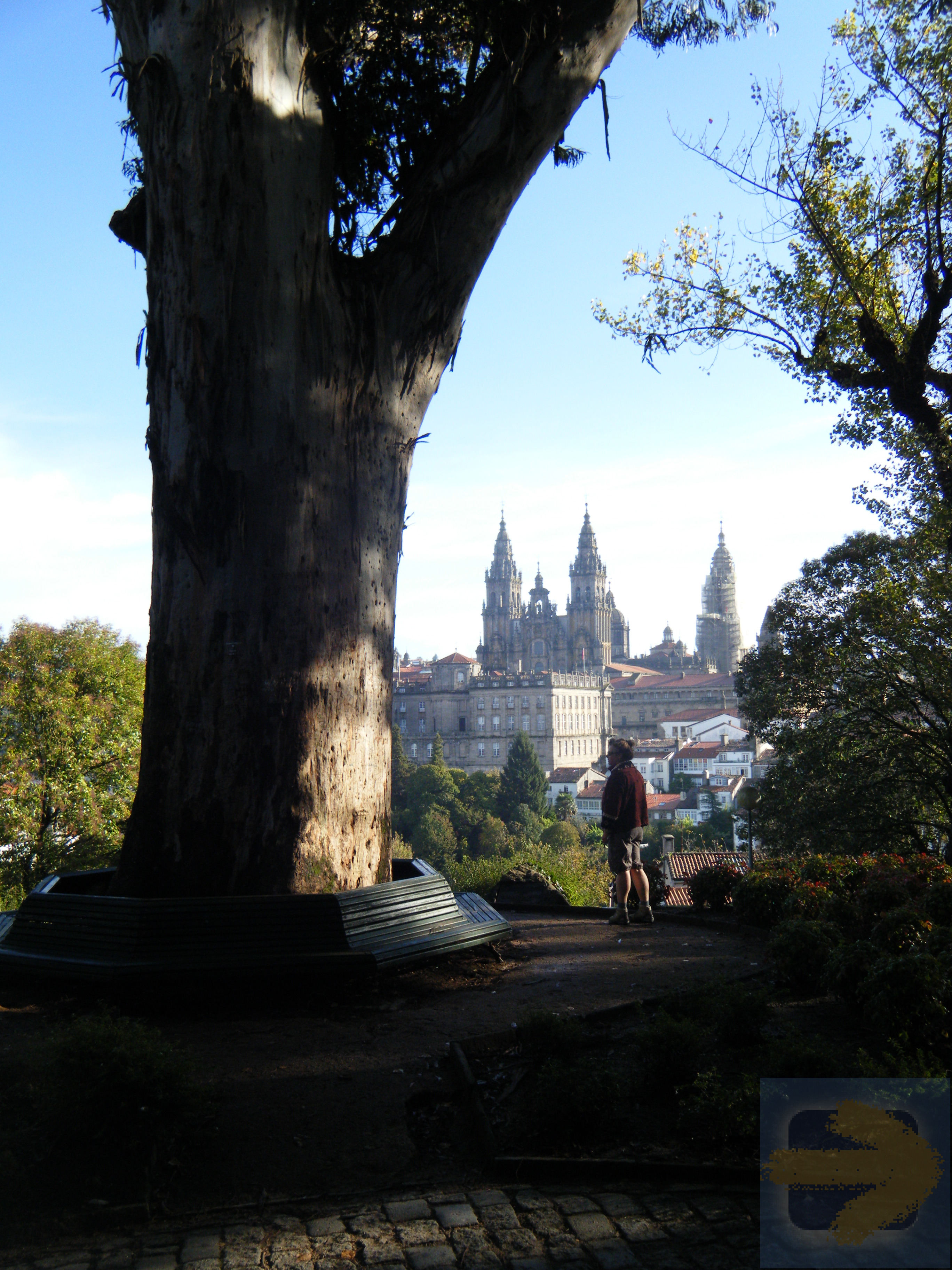 Big Tree with the Cathedral of Santiago