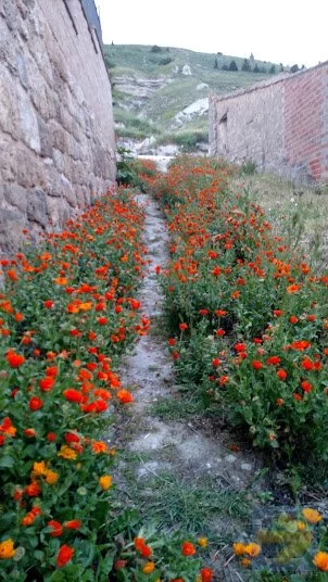 camino flowers21.jpg