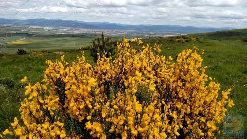 camino flowers3.jpg