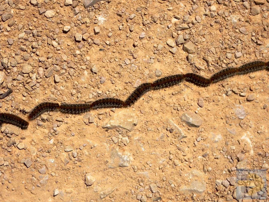 Caterpillar conga line