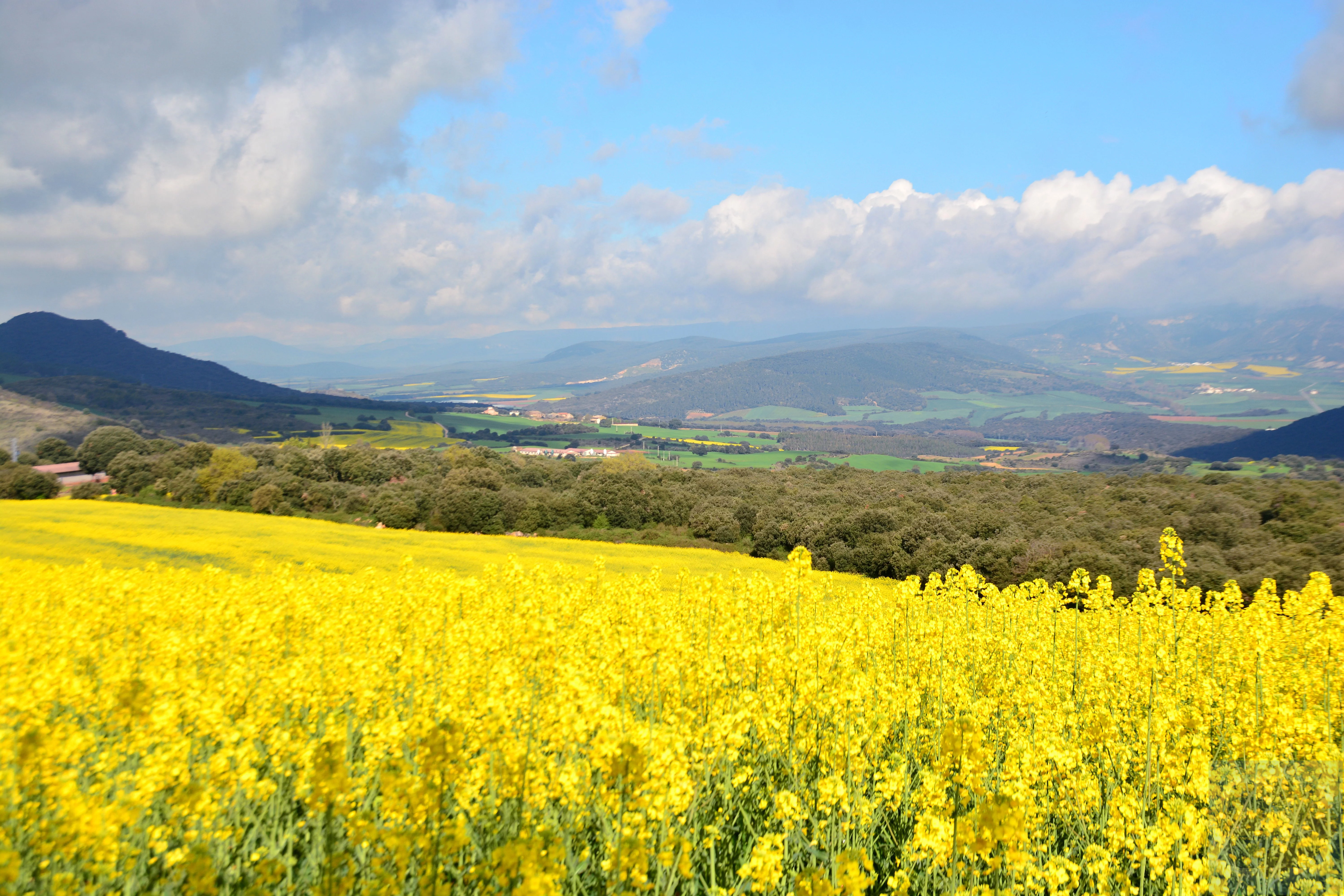 Great views around Villamajor de Monjardin Spring 2016 featuring Canola fields