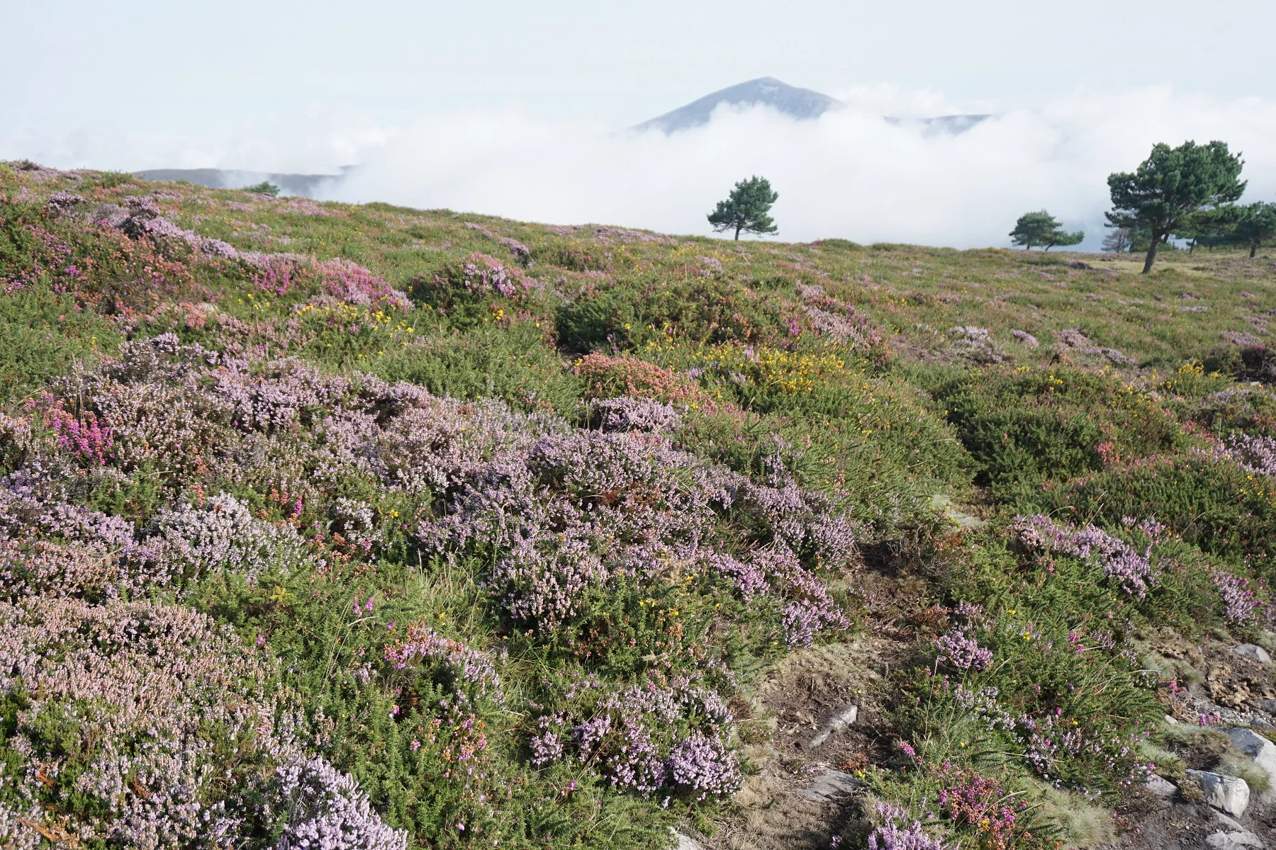 Late summer flowers in the clouds