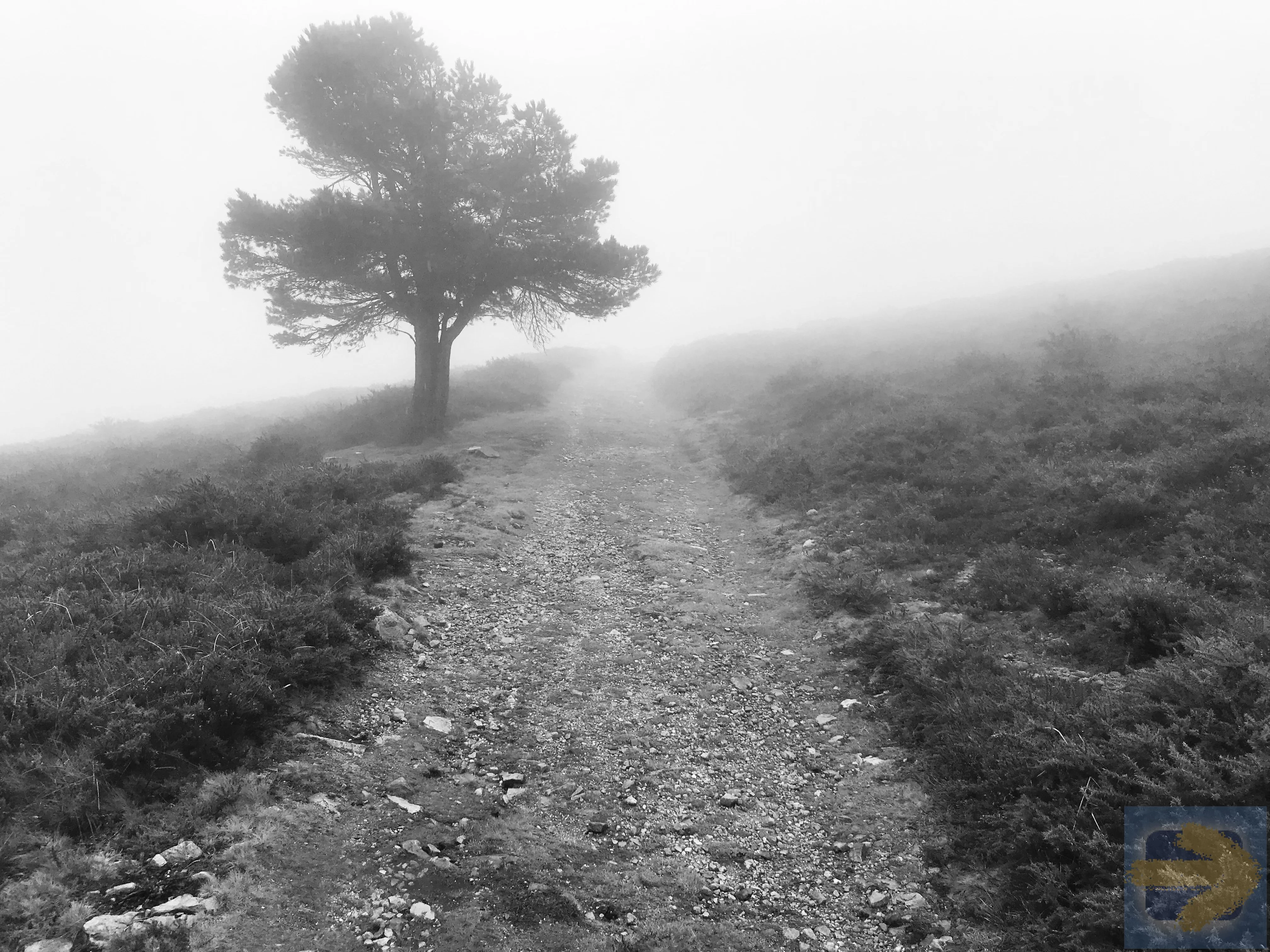 Lonely tree