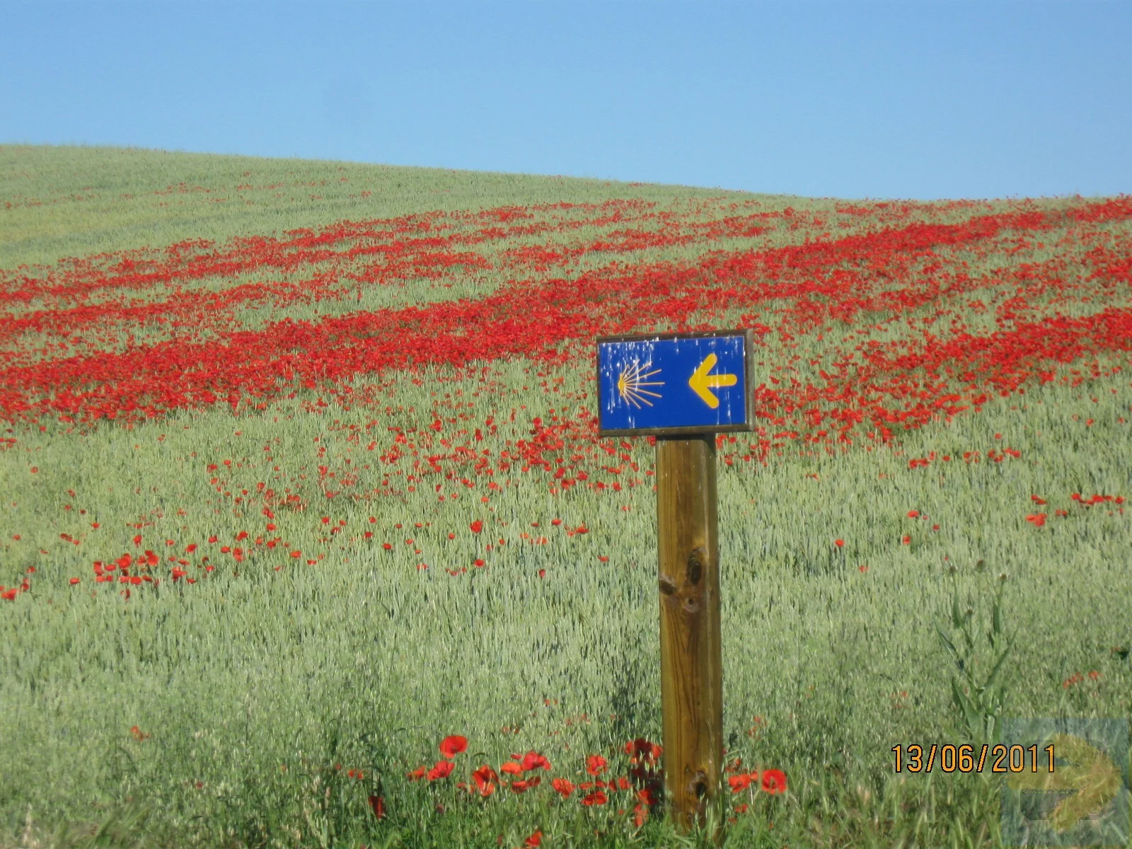 Poppies & posts