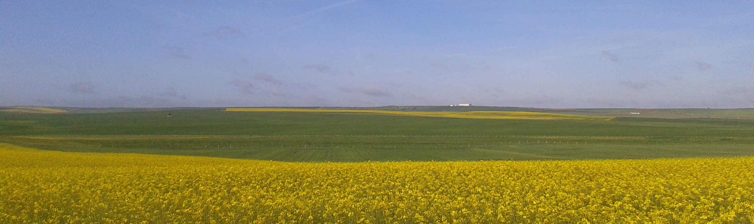 Rapeseed fields near Salamanca