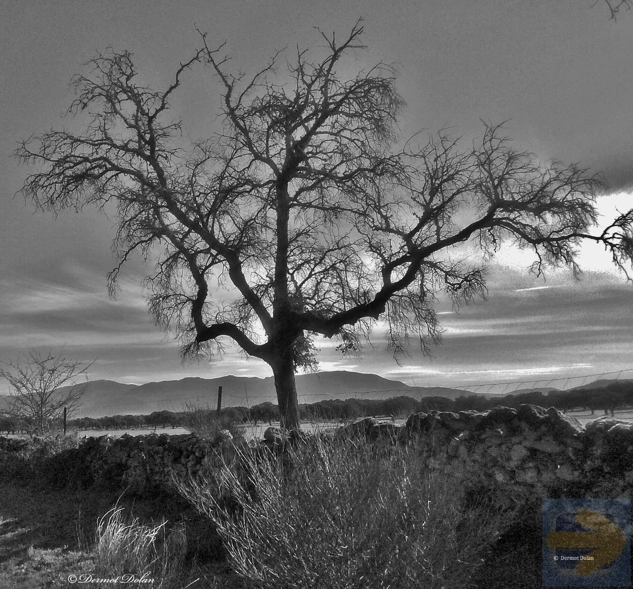 Winter tree. (near Carcabosa)